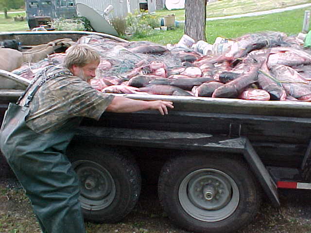 Removal efforts cannot keep up with the exploding Asian carp population in the U.S. Credit: U.S. Fish & Wildlife Service.