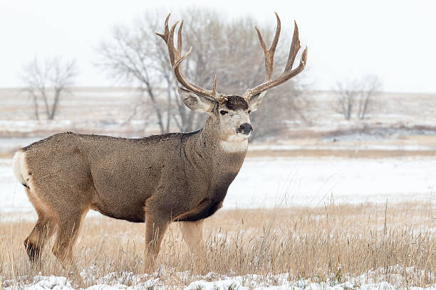 Mule deer