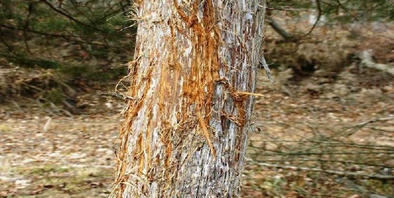 Bucks rub trees to leave behind a warning scent