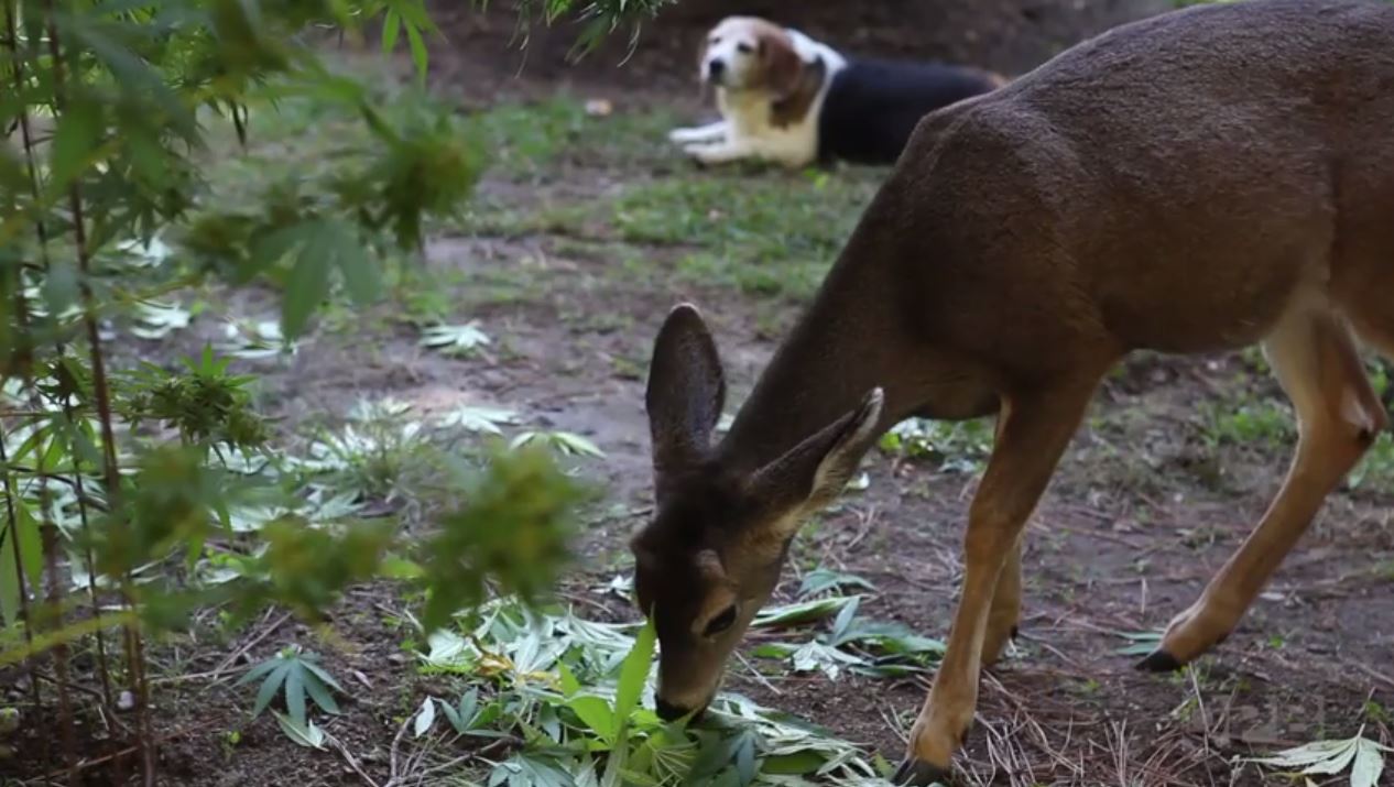 Deer and dog