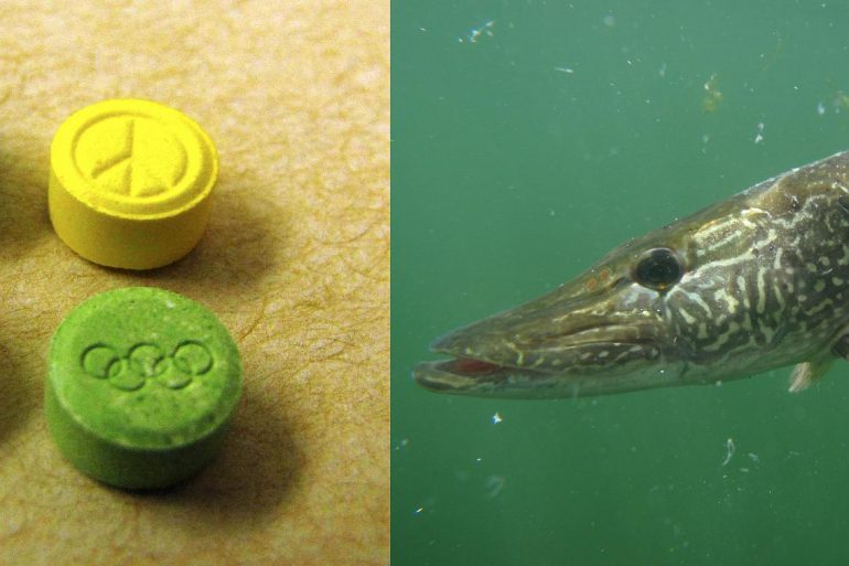 Credit: Students for Sensible Drug Policy (pills); Bob Sexton (pike)