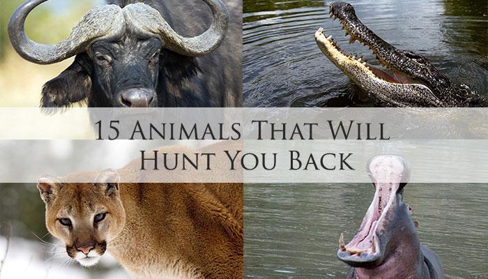 15 Animals That Will Hunt You Back