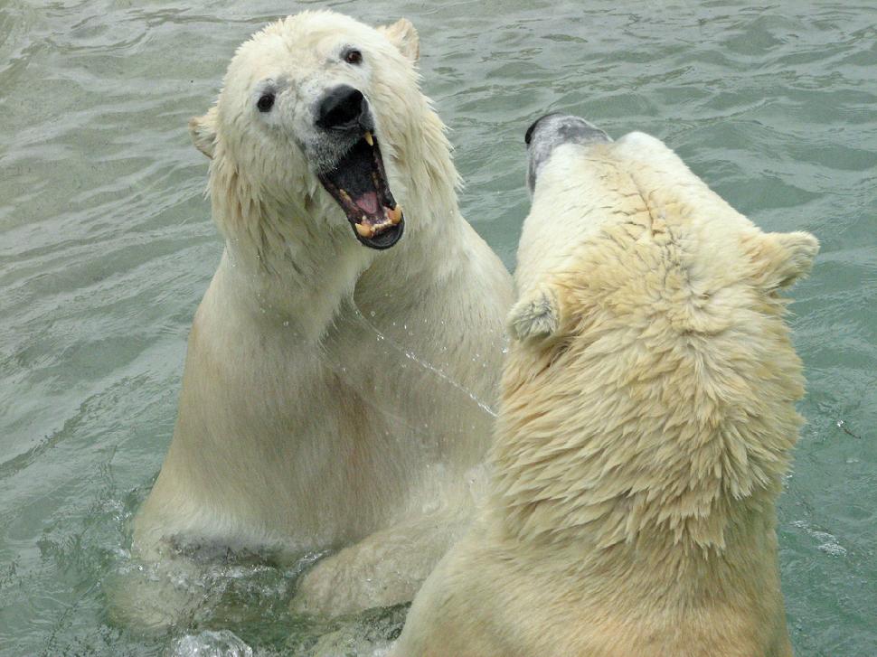 Polar bears