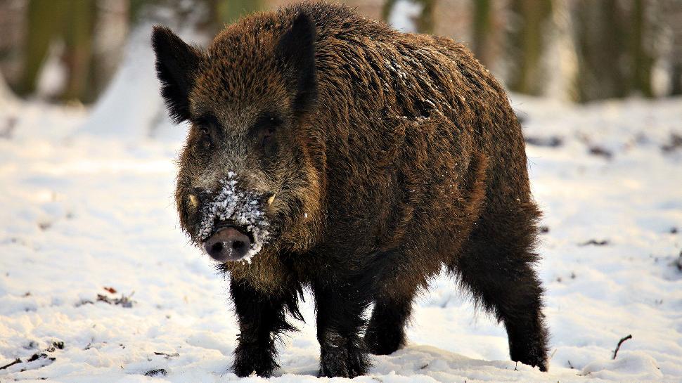 Wild boar