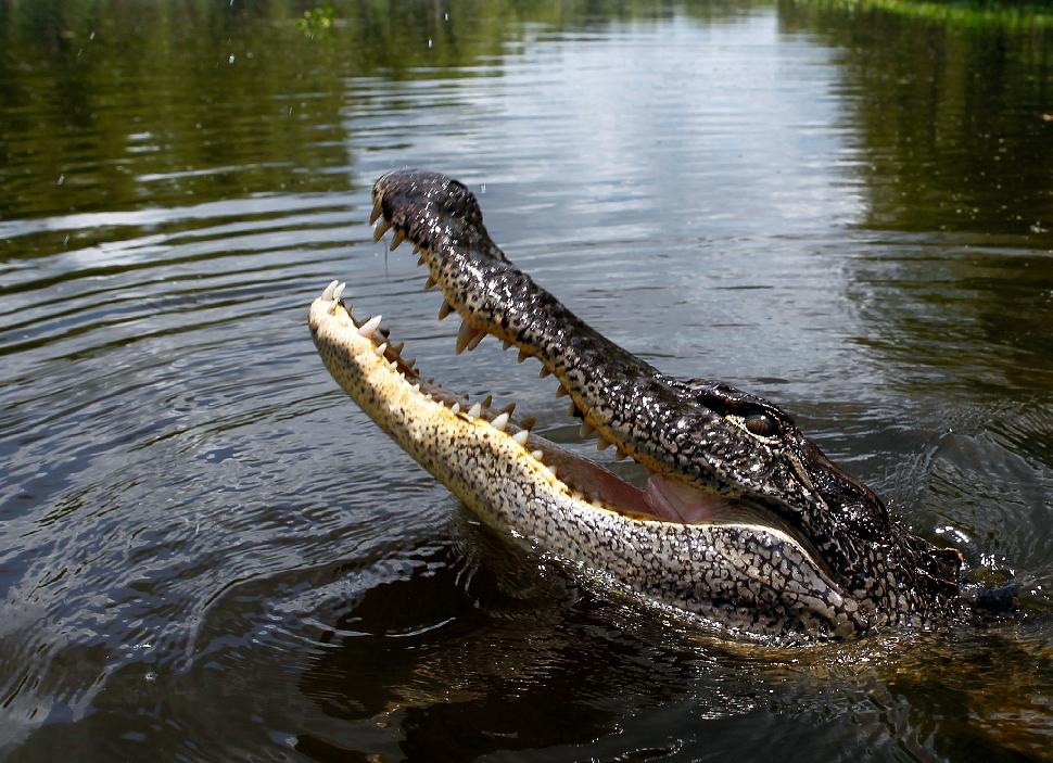 Alligator