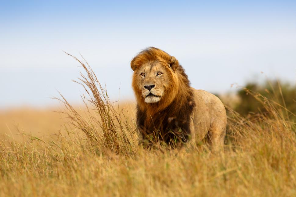 Male lion