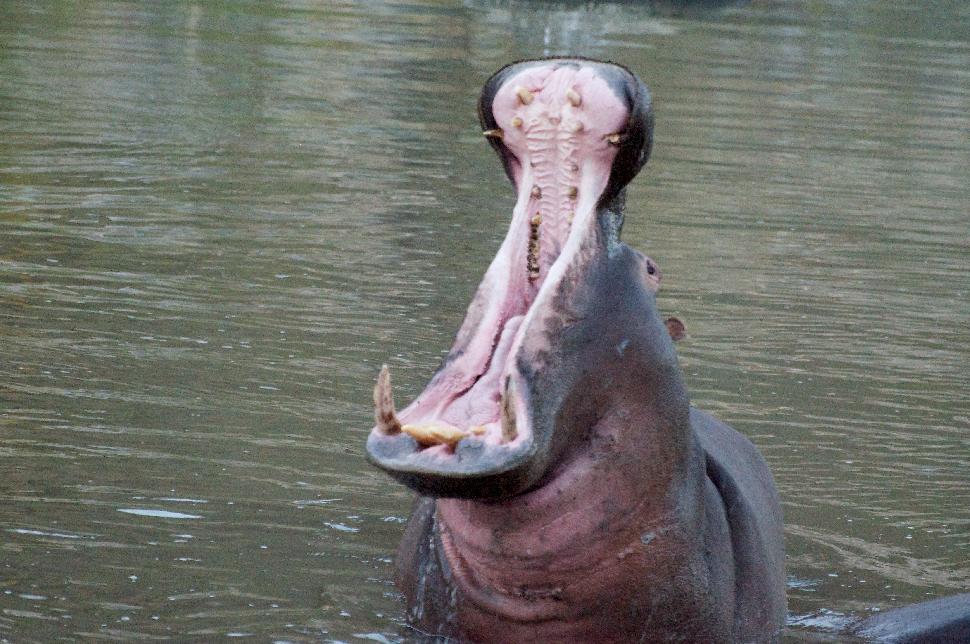 Hippopotamus