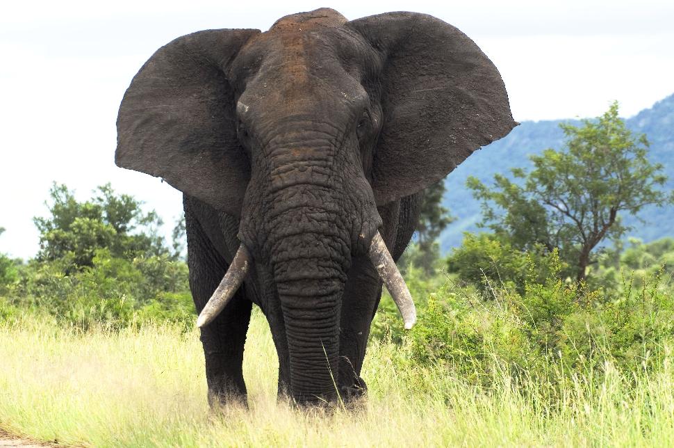 African bull elephant