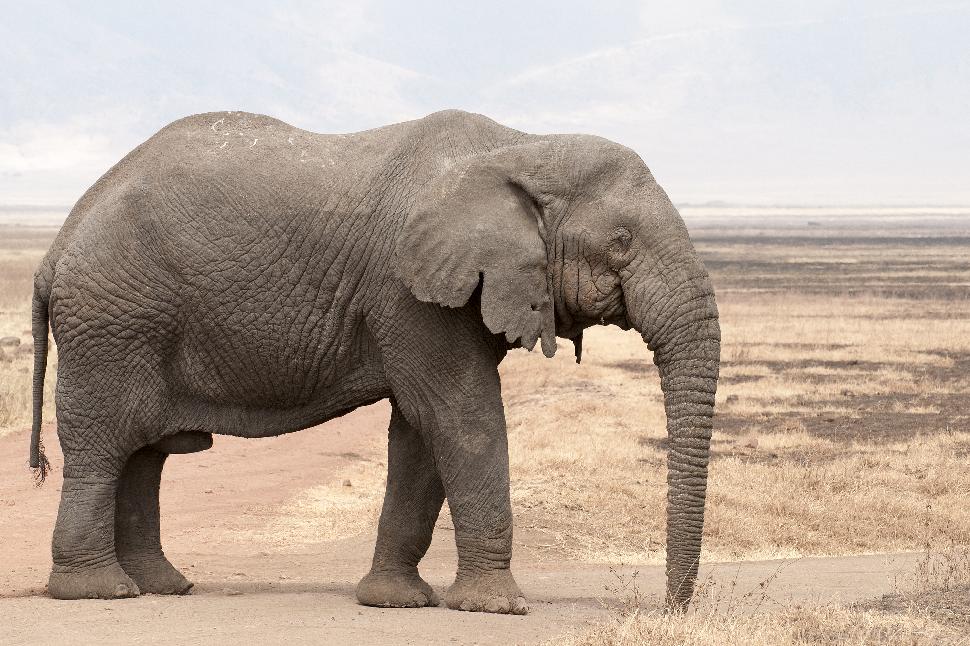 Tuskless African elephants