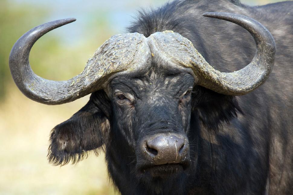 Cape buffalo