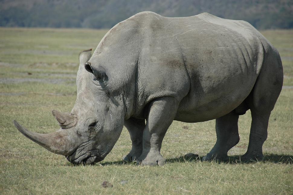 Rhinoceros