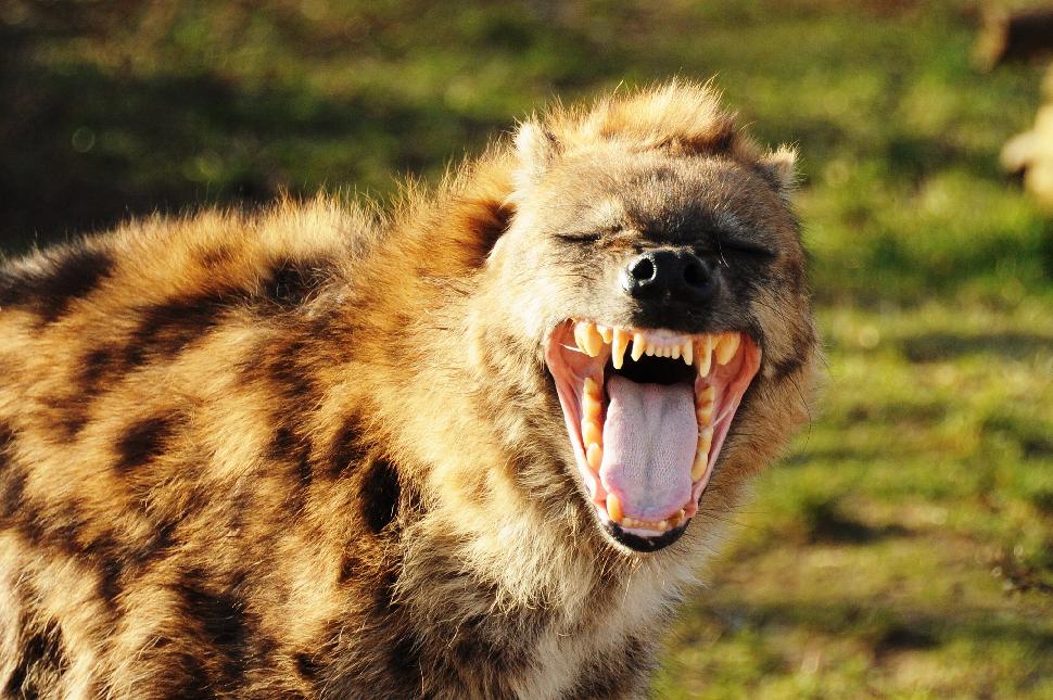 Spotted hyena