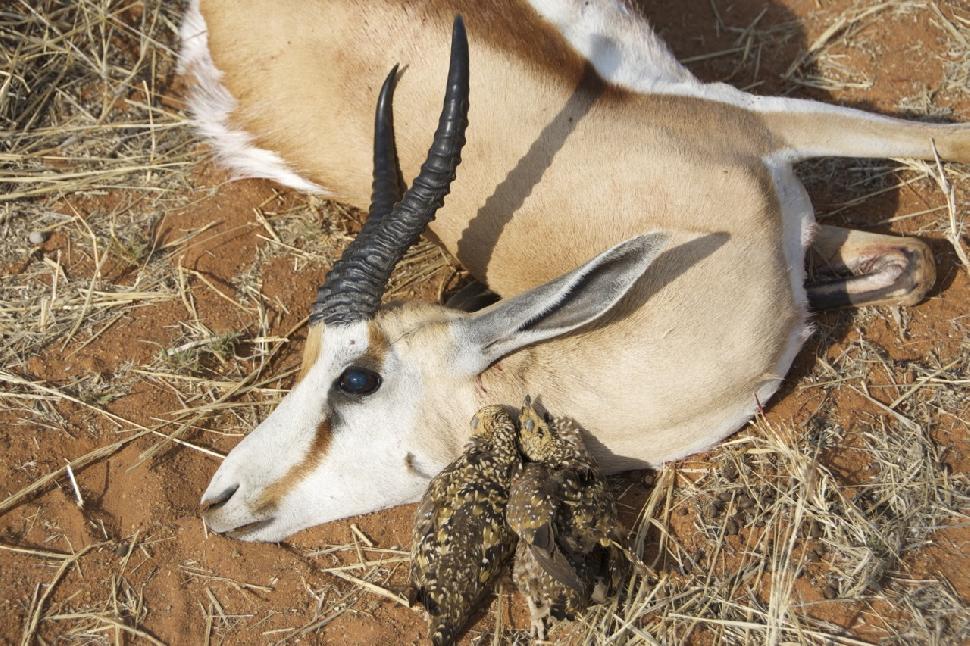 The author's springbok ram and brace of sandgrouse.