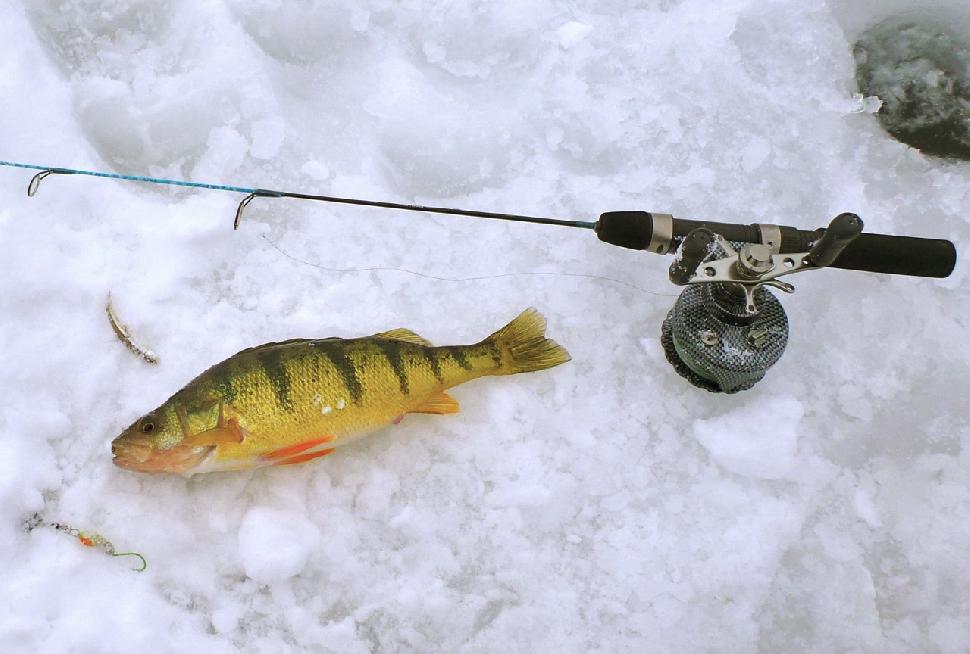 This perch fell victim to a minnow and ice jig, deadsticked just above bottom on an Eagle Claw Cold Smoke combo. Credit: Scott Gardner.