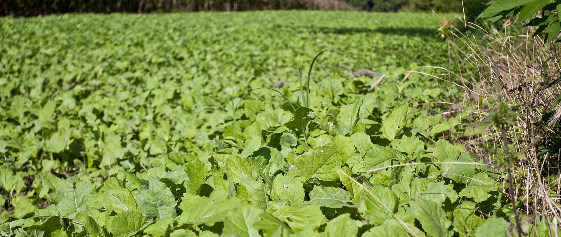 Food plot