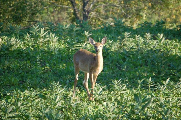 Deer soon began coming to Crawford's plot regularly to feed, including this fawn in September 2012. Credit: Rocky Crawford.