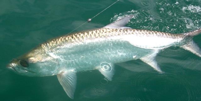 The author's tarpon, lightly hooked in the lip, comes into view. Credit: Patrick Walsh.