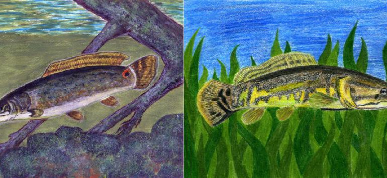 Winning fish art by Aaminah Kidwai in the Grades 4-6 category (left), and Olivia Symons in the Grades 7-9 category (right).