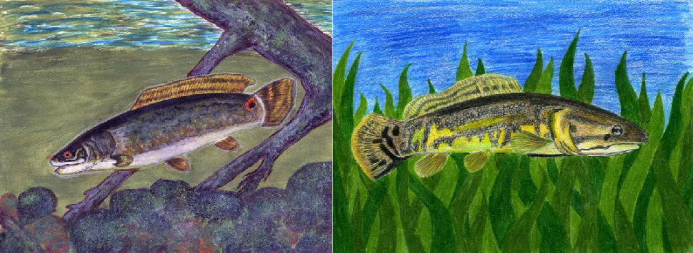 Winning fish art by Aaminah Kidwai in the Grades 4-6 category (left), and Olivia Symons in the Grades 7-9 category (right).