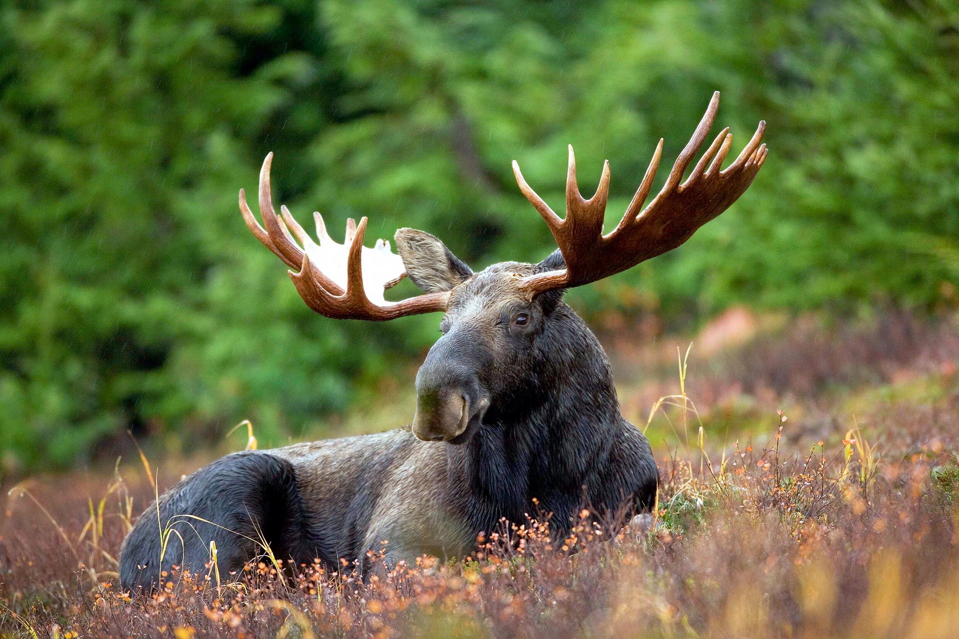 Moose