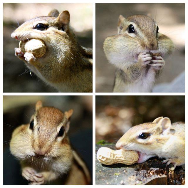 Chipmunk