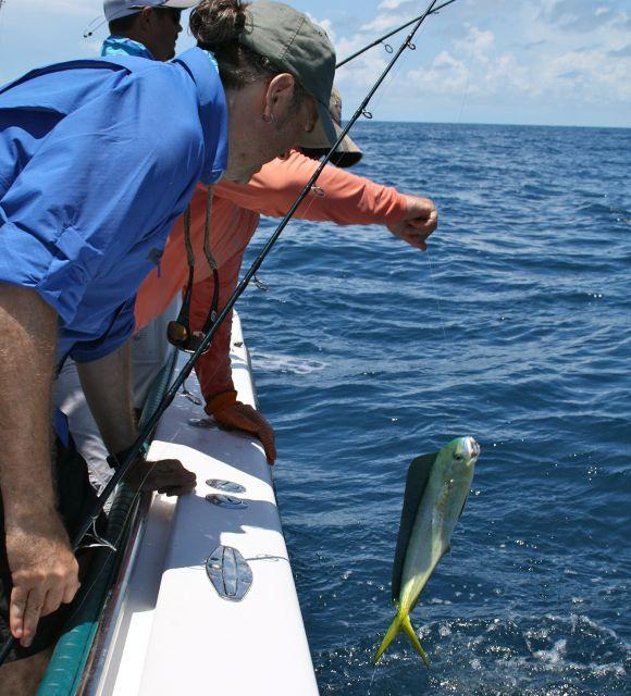 In a year or two, this baby dorado will be beautiful on the table.