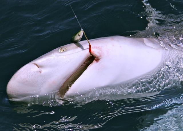 Against all odds, the huge shark was lip-hooked