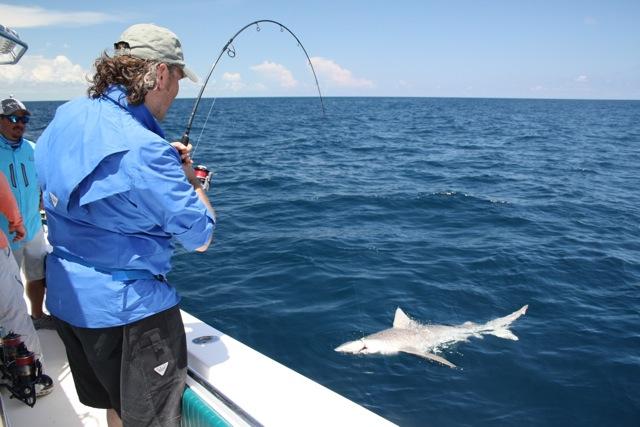 The author’s six-foot long, 200-pound sandbar shark