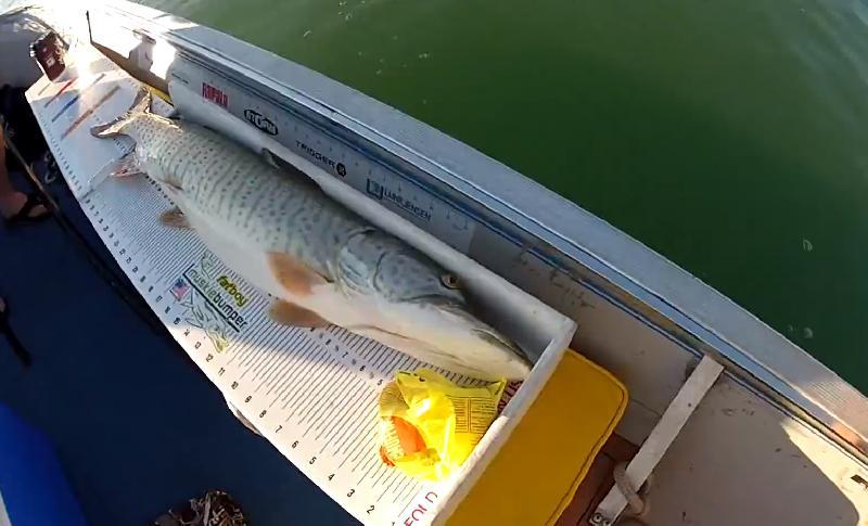 A still image of the dead muskie, from the YouTube video.