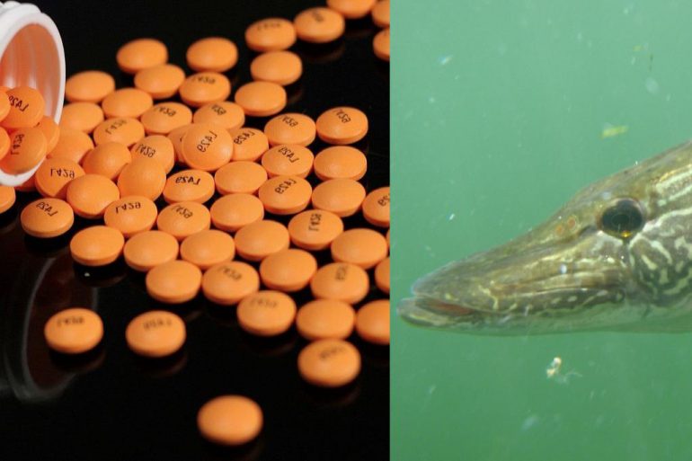 Drugs in fish