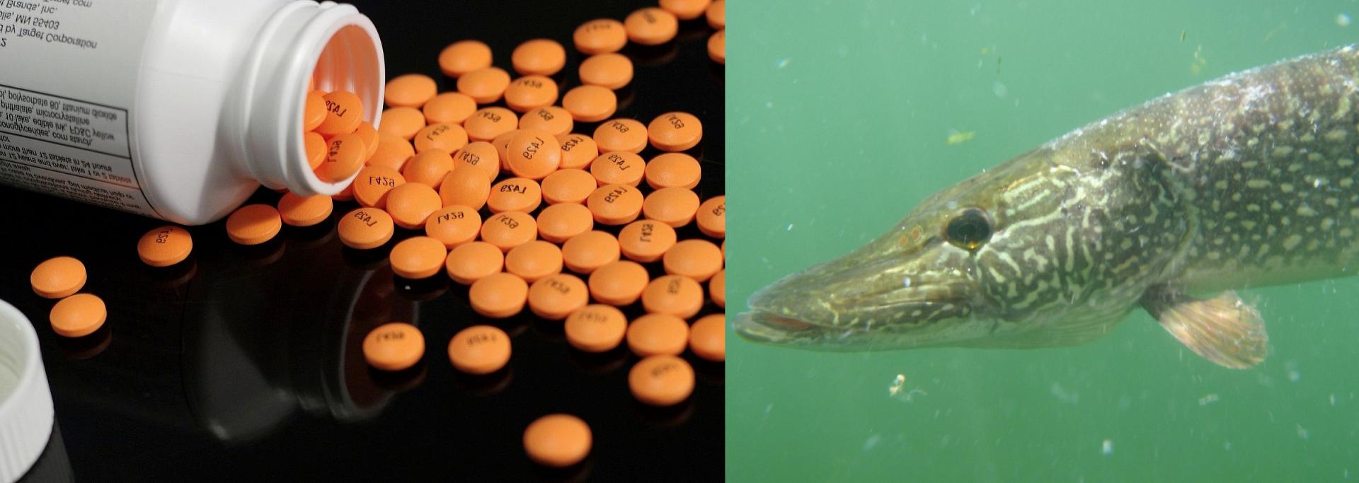 Drugs in fish