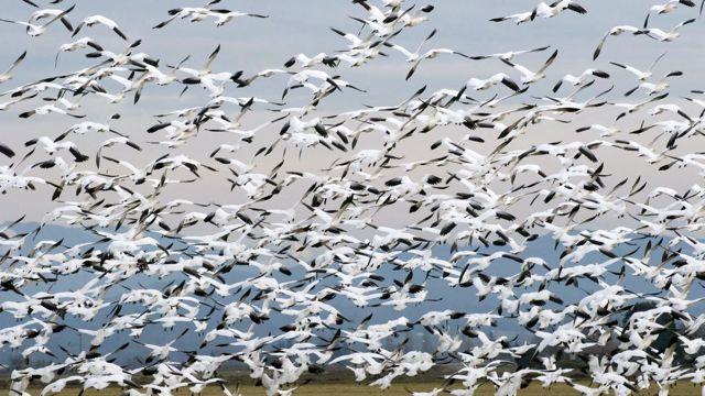 Snow geese