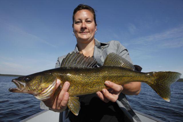 Walleye