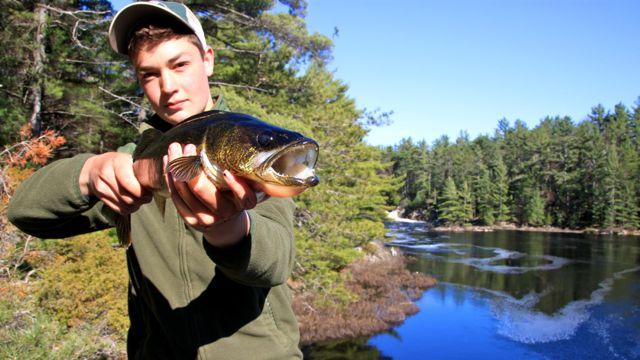 Walleye