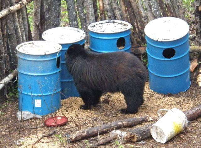 You can lure bears with anything from meat scraps to oats and molasses, as long as the bait is highly odorous. Credit: Gord Nuttall.