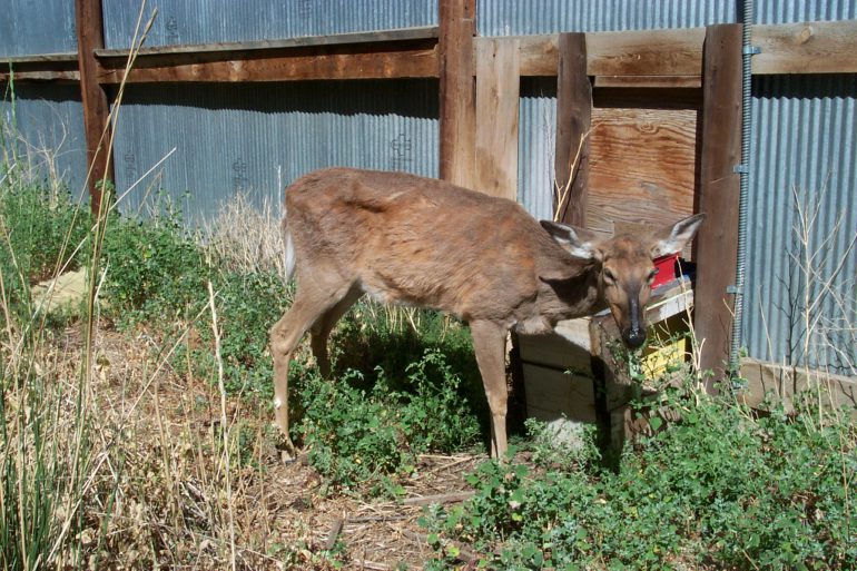 Image Via Dr. Terry Kreeger, Wyoming Game and Fish Department via CWD Alliance.