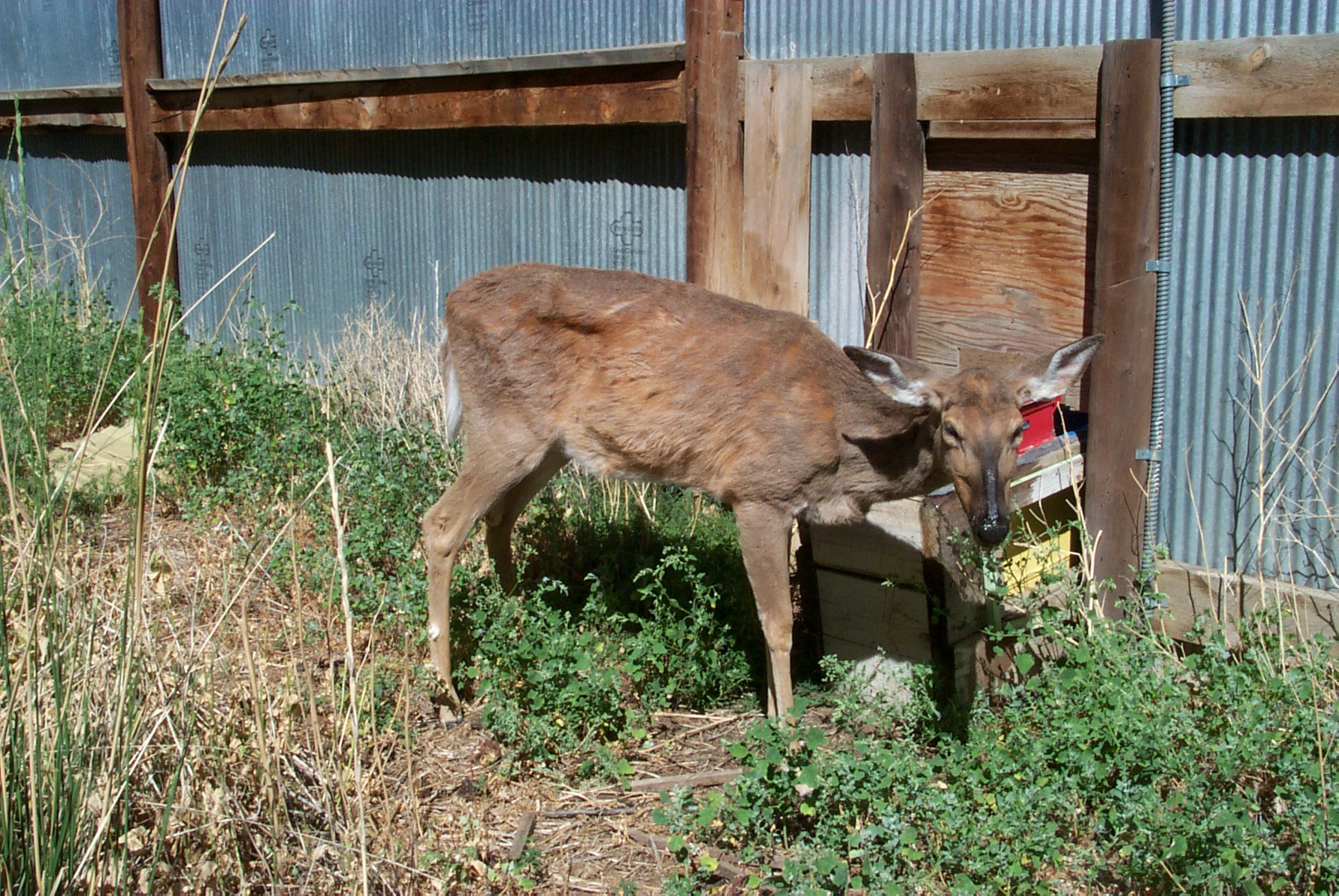 Image Via Dr. Terry Kreeger, Wyoming Game and Fish Department via CWD Alliance.