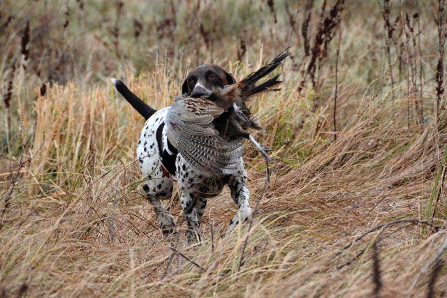 Bird dog