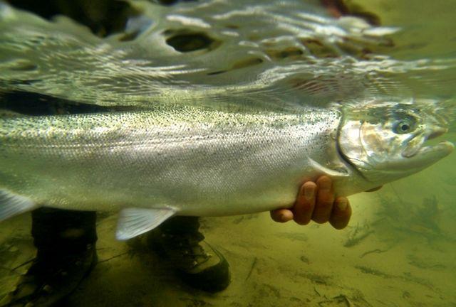 Underwater steelhead