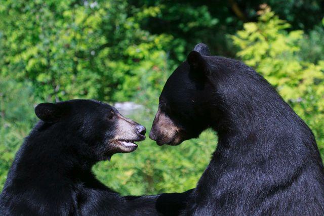 Nipissing black bears