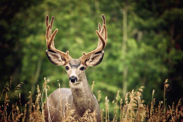 Deer in velvet