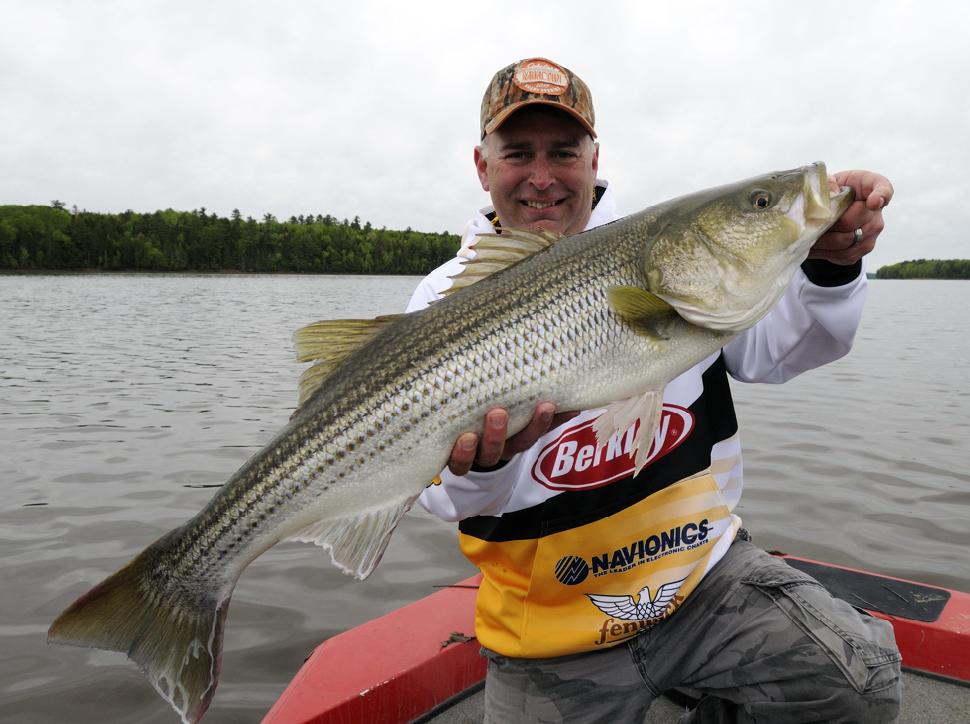 Striped bass bonanza on New Brunswick's Miramichi River • Outdoor