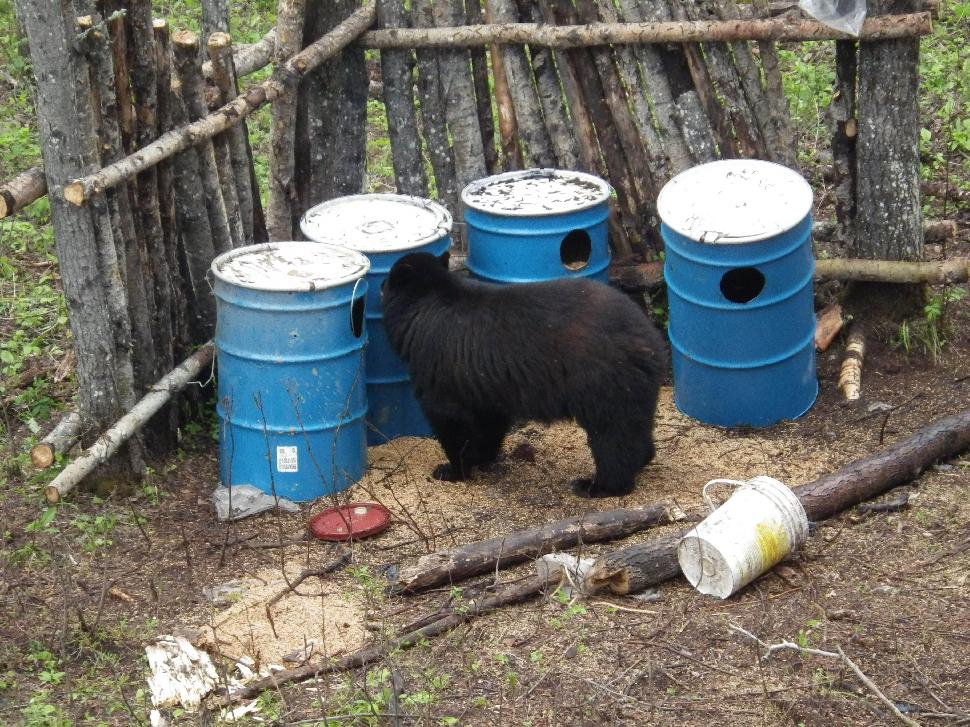 Bear Bait Station Setup