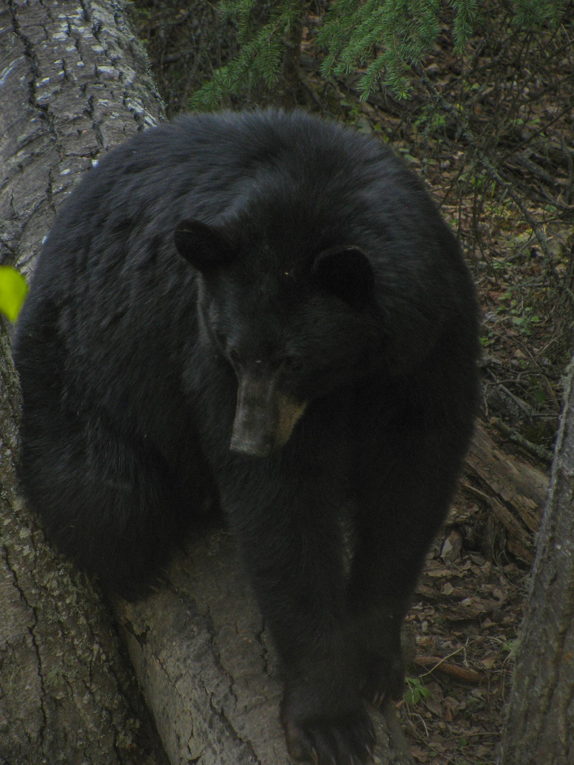 Black Bear