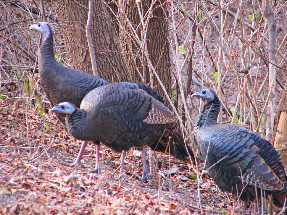 Live Turkeys