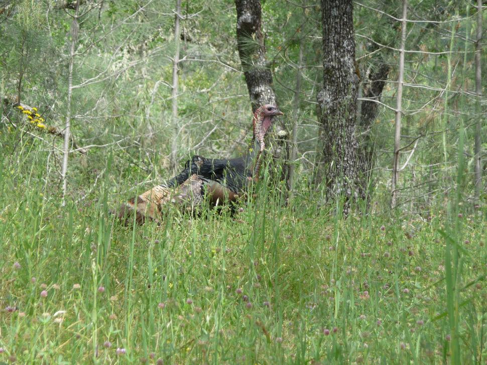 Live Turkey in grass