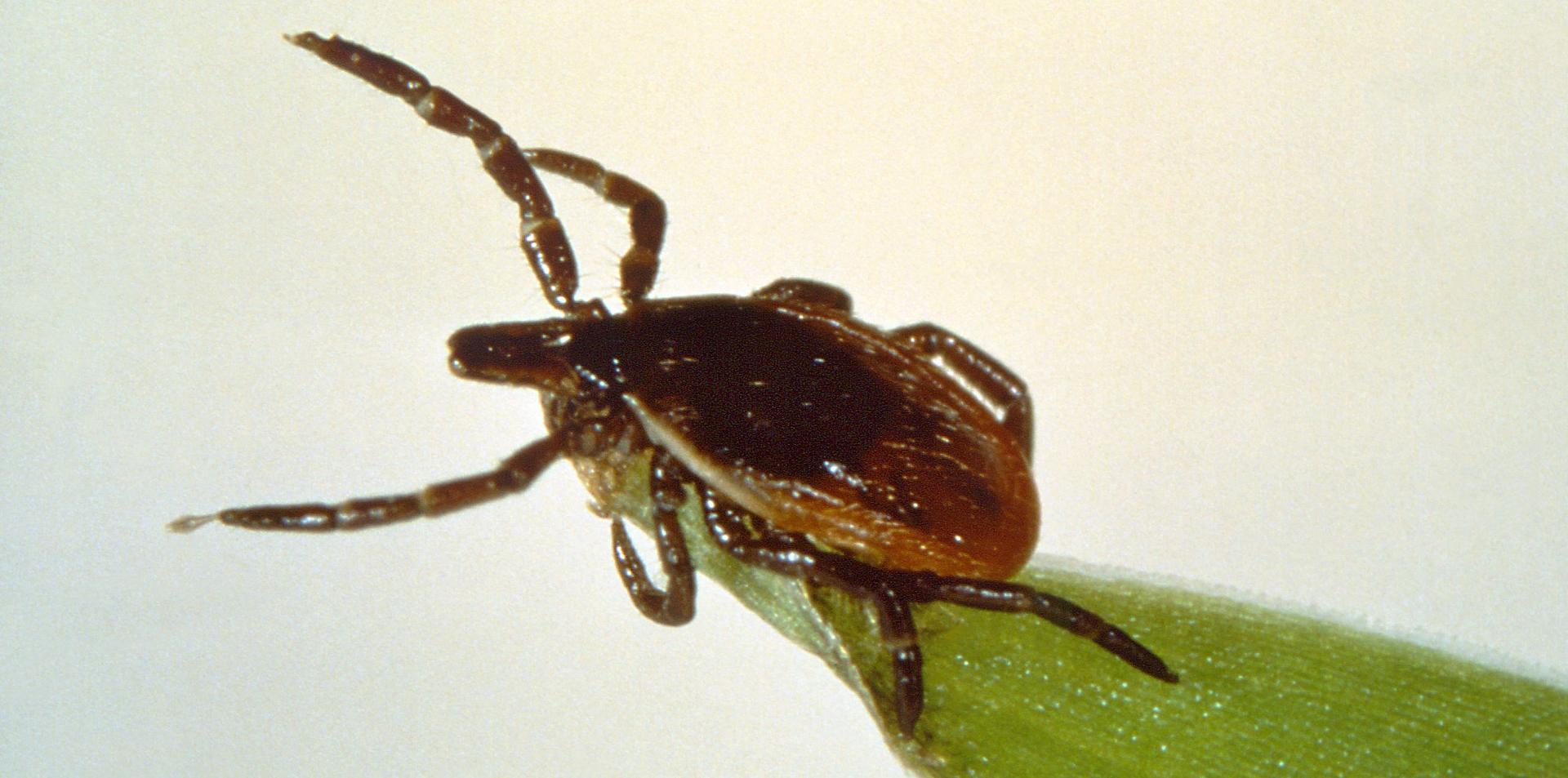 Ticks and Lyme disease: What you need to know