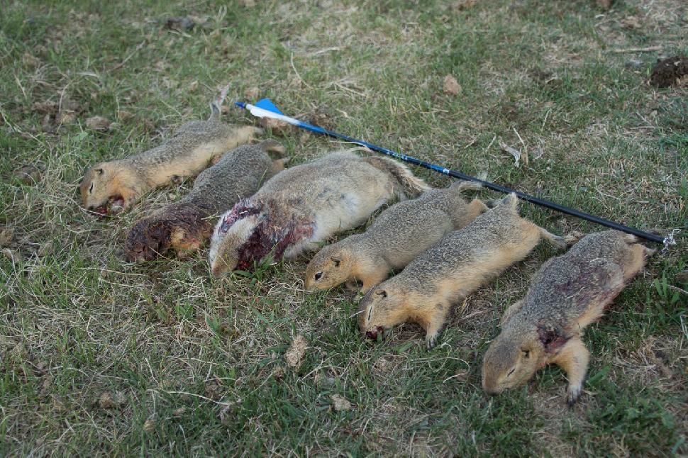 Gopher bowhunting success