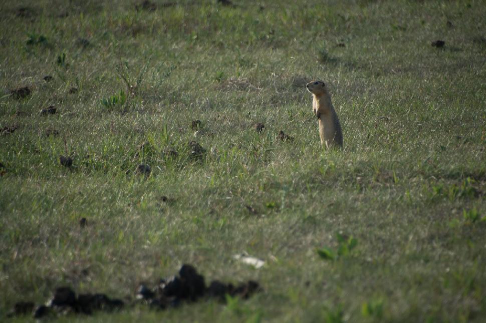 Standing gopher