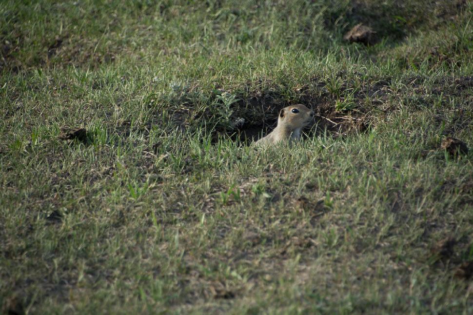 Head of gopher